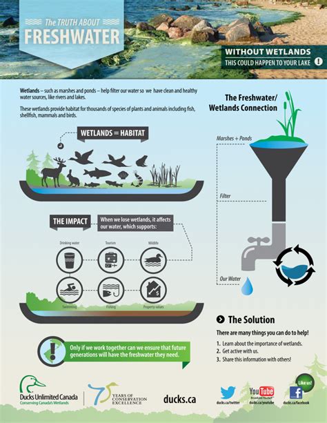 how to wetlands affect water quality in an area